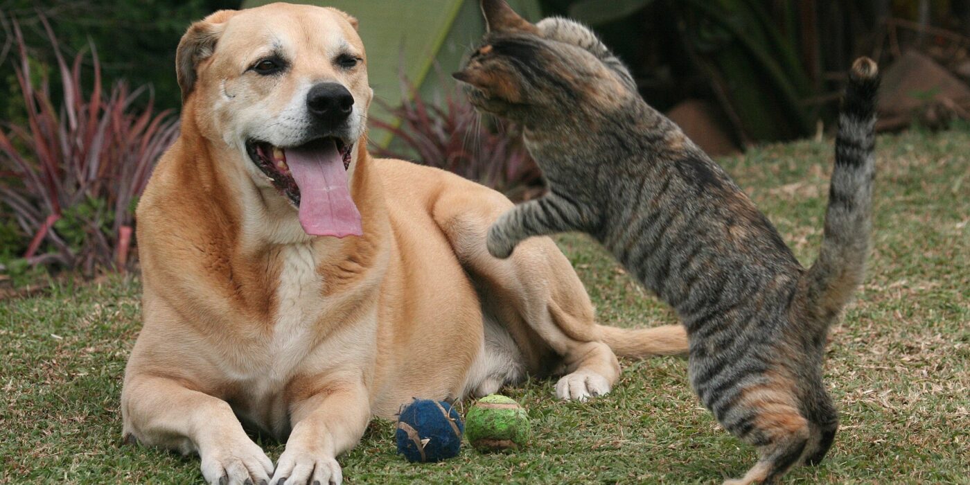 Are Mixed Breeds Really Cheaper to Insure? The Evidence Is Thinner Than the Slogan