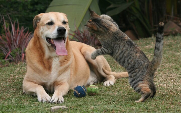Are Mixed Breeds Really Cheaper to Insure? The Evidence Is Thinner Than the Slogan