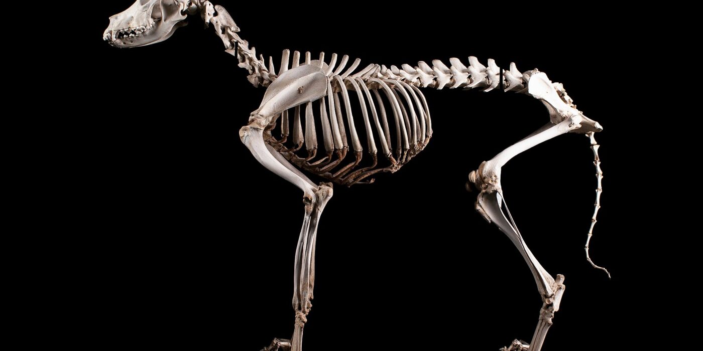 Breed health risk — Brachycephalic Airway Syndrome: The Breed Cost That Is Never a Single Bill