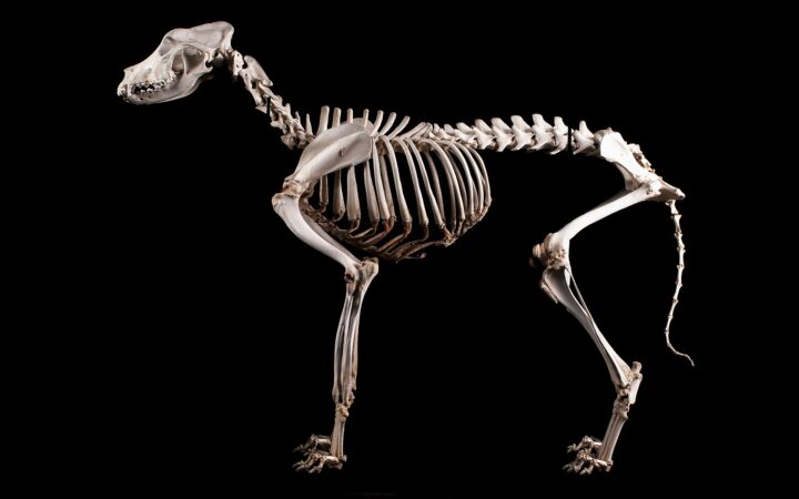 Brachycephalic Airway Syndrome: The Breed Cost That Is Never a Single Bill