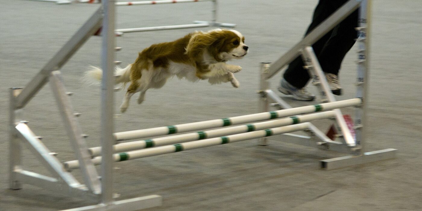 Breed health risk — Cavalier King Charles Spaniels and Mitral Valve Disease: A Breed Where Insurance