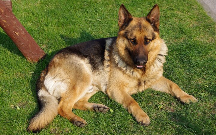 German Shepherds: Hip, Elbow and the Slow Disease Called DM