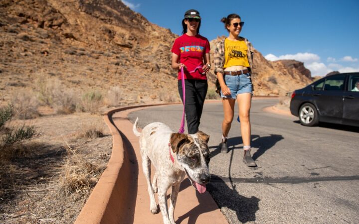 Accident-Only vs. Comprehensive Pet Insurance: The $600 Question Most Owners Get Wrong