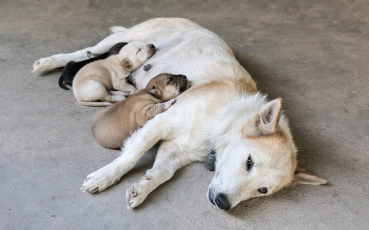 Is Insurance Worth It for a Senior Dog? The Honest Arithmetic