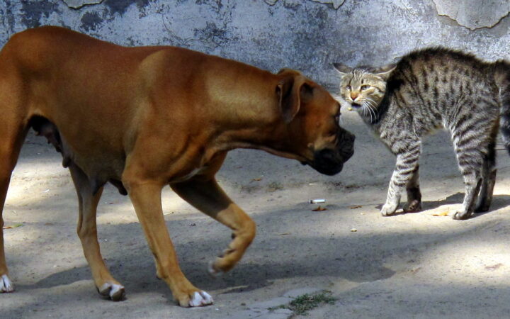 Two Pets, One Policy? How Multi-Pet Cover Actually Works
