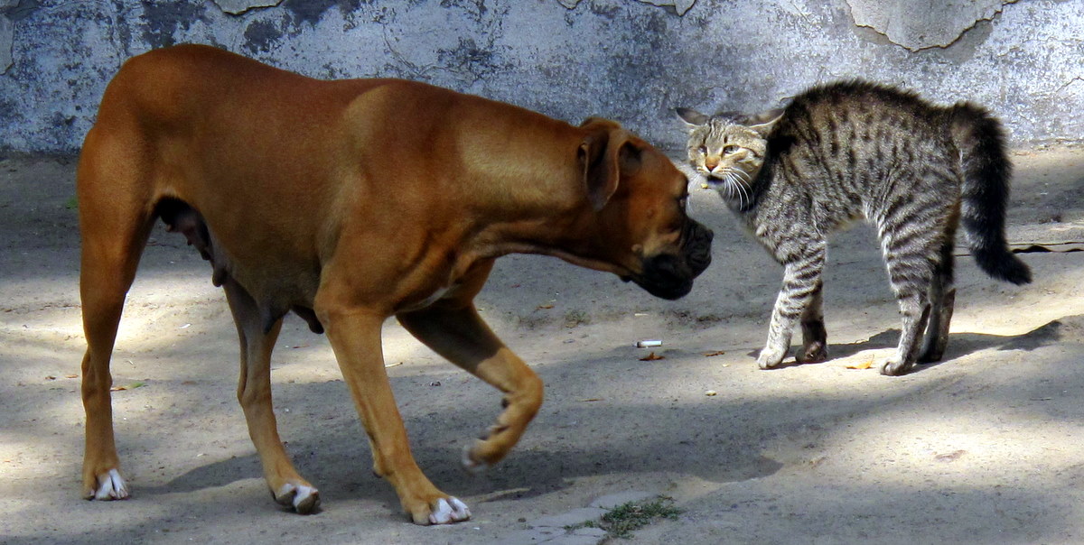 Cover by life stage — Two Pets, One Policy? How Multi-Pet Cover Actually Works