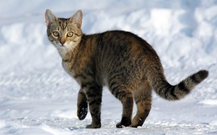 A Blocked Cat, Two Claims, One Limit: $2,240 Then $1,980